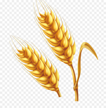 Wheat Cartoon Illustration - Cartoon farm golden wheat vector png 
