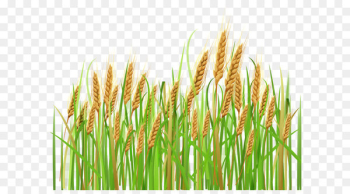 Wheat Cereal Ear Barley Clip art - Ears of Wheat PNG Clipart Wheat Cereal Ear Barley Clip art - Ears of Wheat PNG Clipart
