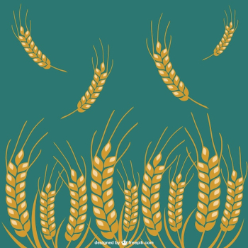 Wheat crops Wheat crops