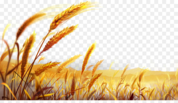 Wheat Dough Wallpaper - Beautiful golden wheat field Wheat Dough Wallpaper - Beautiful golden wheat field