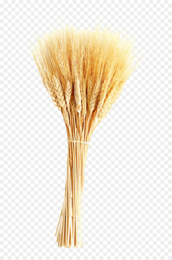 Wheat Ear Barley Icon - wheat Wheat Ear Barley Icon - wheat