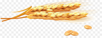 Wheat Ear Photography Illustration - Golden wheat vector Wheat Ear Photography Illustration - Golden wheat vector