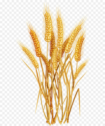 Wheat Euclidean vector Clip art - Golden wheat Wheat Euclidean vector Clip art - Golden wheat
