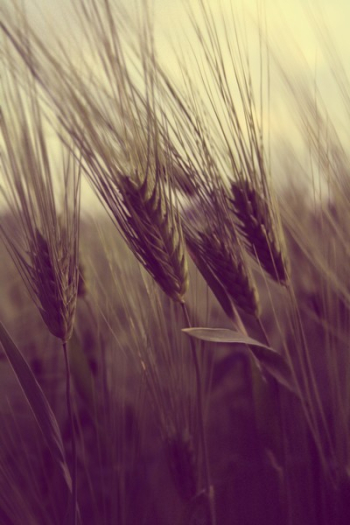 Wheat Field Wheat Field