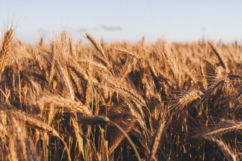 Wheat Field Wheat Field
