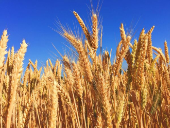 wheat field wheat field