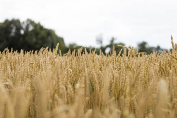 Wheat Field Wheat Field