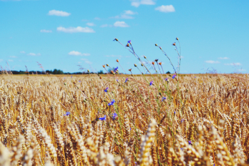 Wheat Field Wheat Field