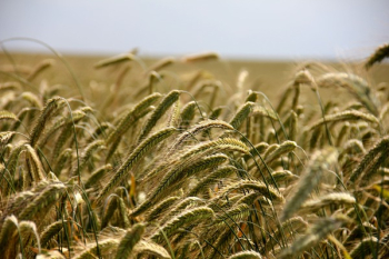 Wheat Field Wheat Field