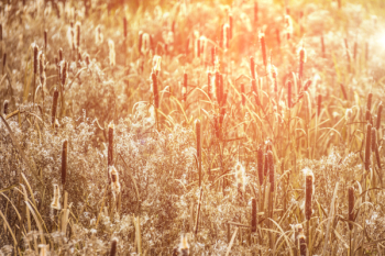 Wheat Field Wheat Field
