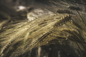 Wheat Field Wheat Field
