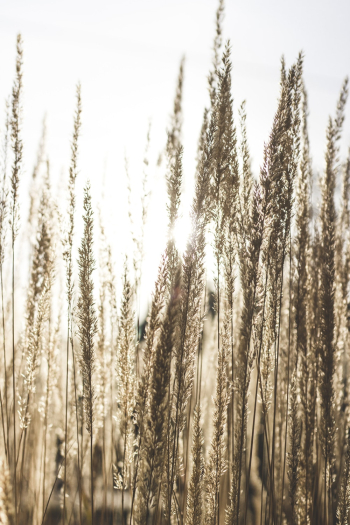 Wheat Field Wheat Field