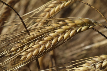 Wheat field, agriculture industry. Free | Free Photo - rawpixel Wheat field, agriculture industry. Free | Free Photo - rawpixel