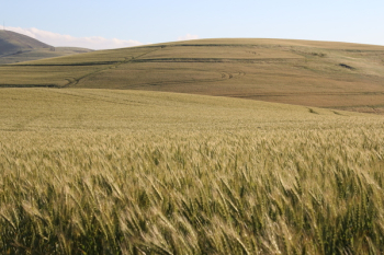 Wheat Field Digital Wallpaper Wheat Field Digital Wallpaper
