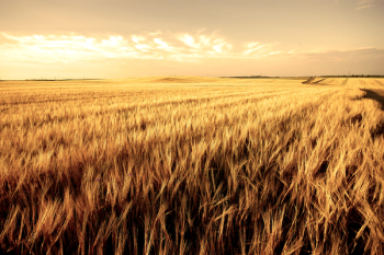Wheat field ready for harvest Wheat field ready for harvest