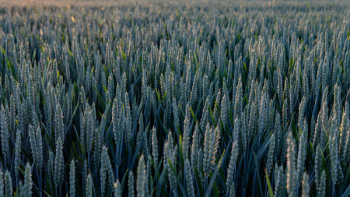 Wheat Fields Wheat Fields