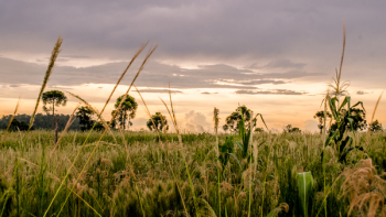 Wheat Fields during Golden Hour Wheat Fields during Golden Hour