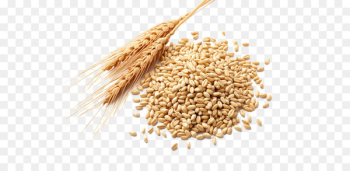 Wheat germ oil Atta flour Cereal germ Wheat berry - wheat Wheat germ oil Atta flour Cereal germ Wheat berry - wheat