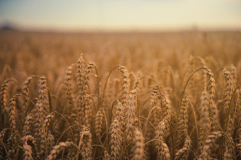 Wheat Grains Field Wheat Grains Field