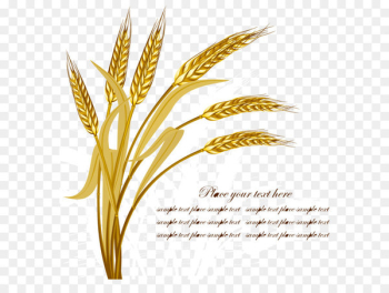 Wheat Harvest Crop - Golden wheat vector Wheat Harvest Crop - Golden wheat vector