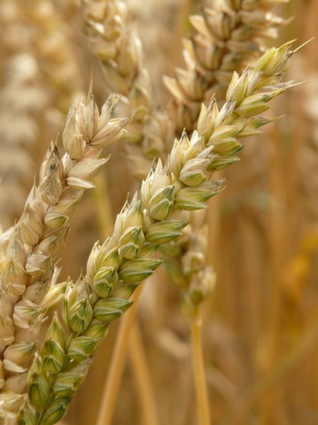 Wheat Plant Wheat Plant