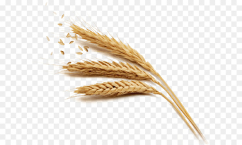 Wheat Rice Harvest - Golden wheat Wheat Rice Harvest - Golden wheat