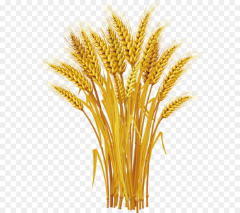 Wheat Royalty-free Ear Clip art - Yellow wheat harvest Wheat Royalty-free Ear Clip art - Yellow wheat harvest
