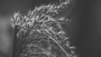 Wheat Stalk Wheat Stalk
