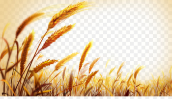Wheat Wallpaper - Beautiful golden wheat field Wheat Wallpaper - Beautiful golden wheat field