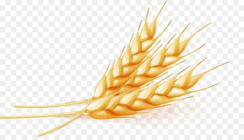 Wheat - Wheat Vector Wheat - Wheat Vector