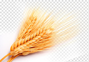 Wheat , Whole grain Grasses Cereal, Golden wheat wheat wheat transparent background PNG clipart