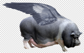 When pigs fly - Wikipedia When pigs fly - Wikipedia