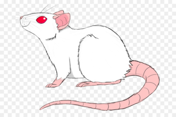 Whiskers, Cat, Computer Mouse, Tail, Mouse PNG Whiskers, Cat, Computer Mouse, Tail, Mouse PNG