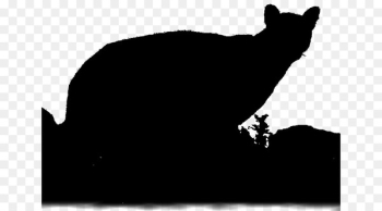 Whiskers Cat Dog Canidae Mammal - Whiskers Cat Dog Canidae Mammal -