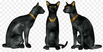 Whiskers Cat Dog Mammal Canidae - Whiskers Cat Dog Mammal Canidae -