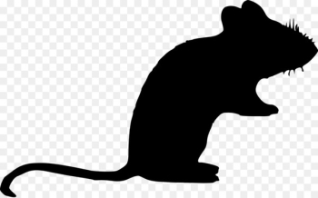 Whiskers Cat Rat Dog Mammal - Whiskers Cat Rat Dog Mammal -