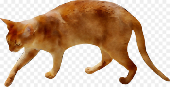 Whiskers Domestic short-haired cat Snout Wildlife -  