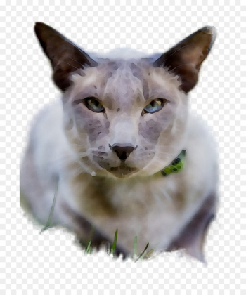 Whiskers, Oriental Shorthair, Siamese Cat, Cat, Mammal PNG Whiskers, Oriental Shorthair, Siamese Cat, Cat, Mammal PNG