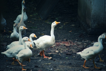 White American Pekin Ducks White American Pekin Ducks