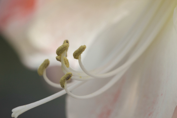 White and Beige Flower White and Beige Flower