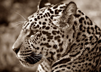 White and Black Animal White and Black Animal