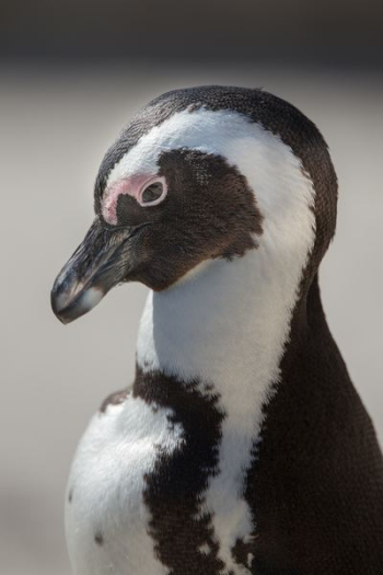 white and black animal closeup photo white and black animal closeup photo