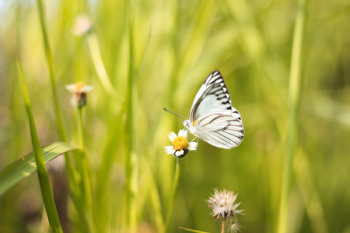White and Black Butterfly on White Flower White and Black Butterfly on White Flower