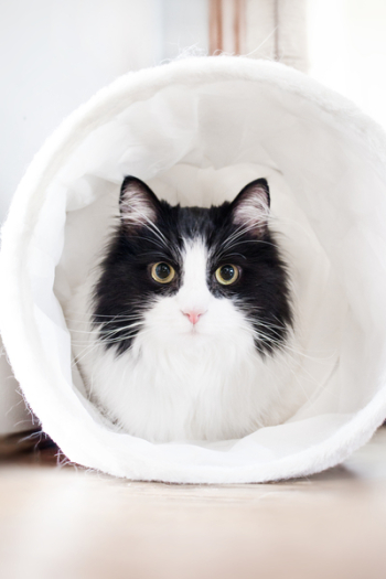 White and Black Cat Inside White Textile White and Black Cat Inside White Textile