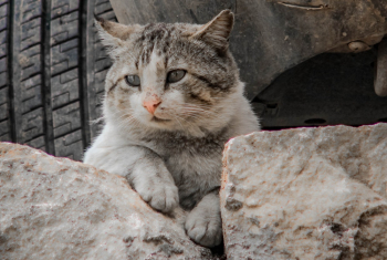 White and Black Cat on Rock White and Black Cat on Rock