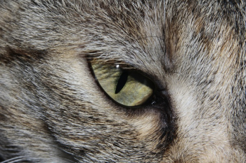 White and Black Cats Eye White and Black Cats Eye