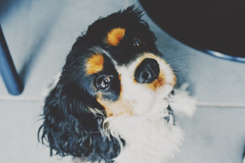 White And Black Dog White And Black Dog