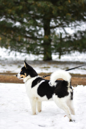 White and Black Dog White and Black Dog