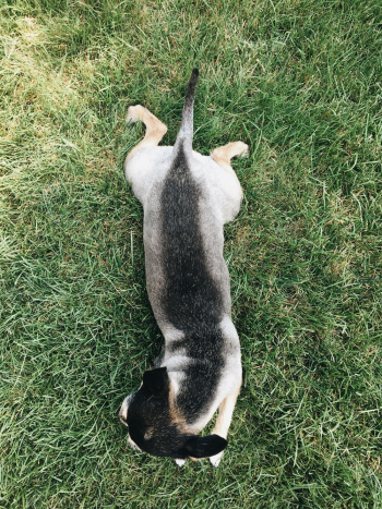 White and Black Dog on Grass White and Black Dog on Grass