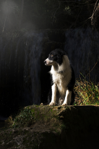 White and Black Dog Standing on Stone White and Black Dog Standing on Stone